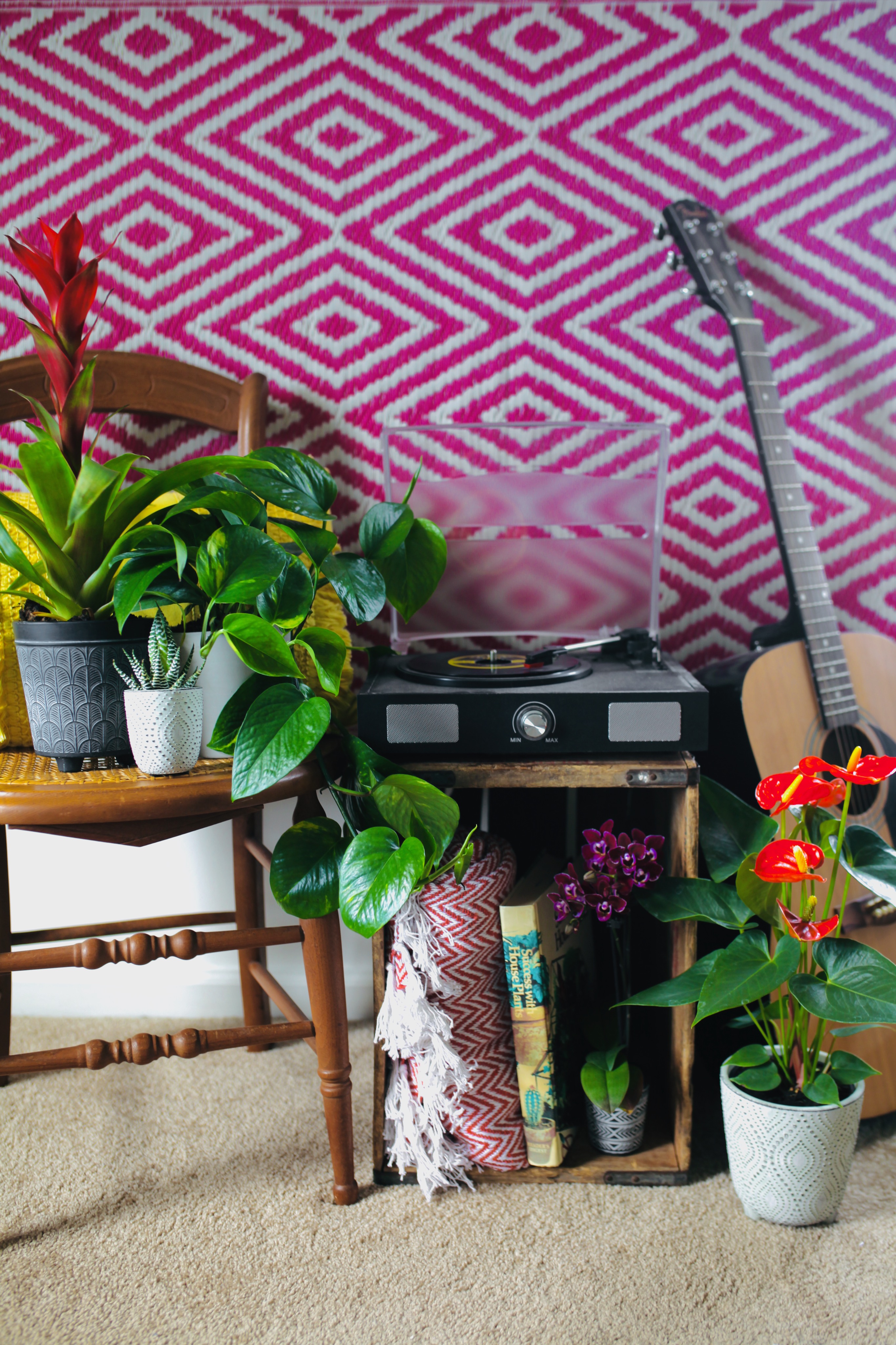 Best Plants for Dorms and Apartments